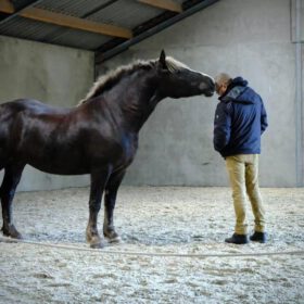 Basisopleiding Paardencoaching (Basis 1)